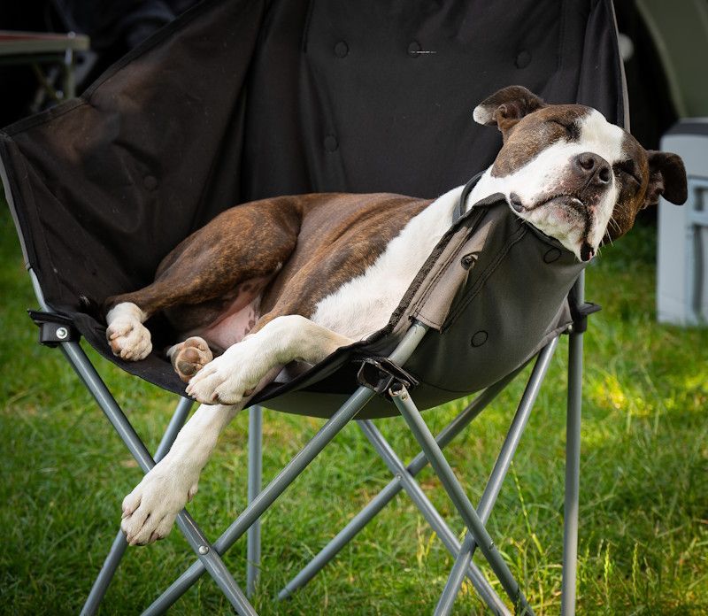 Camping mit Hund im Urlaub  Vorbereitung, Regeln & Tipps